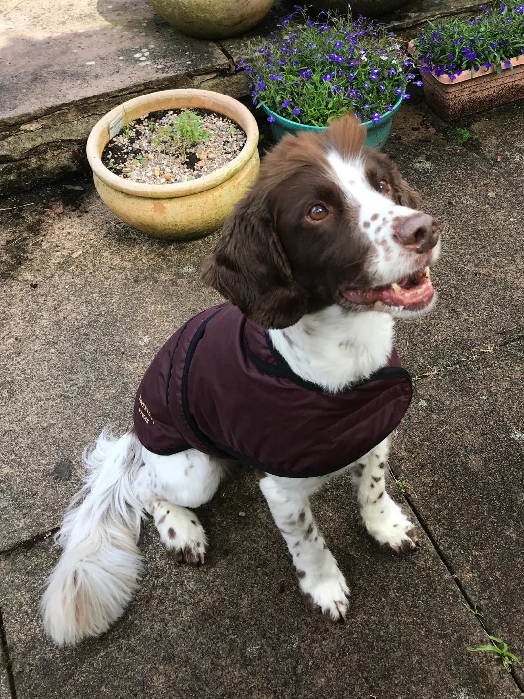 John Partridge Dog Coat hundedekken burgunder voks