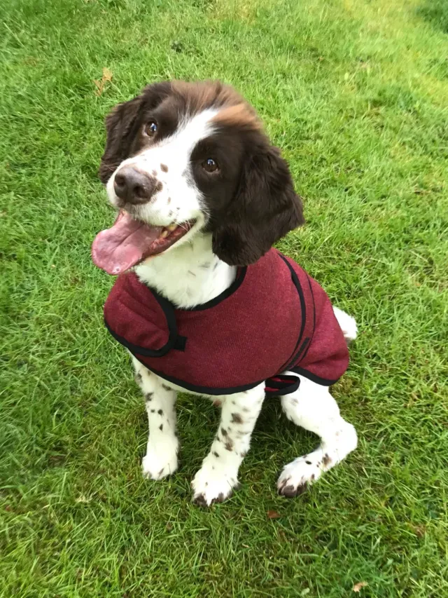 John Partridge Dog Coat hundedekken Red Tweed S–M justerbart