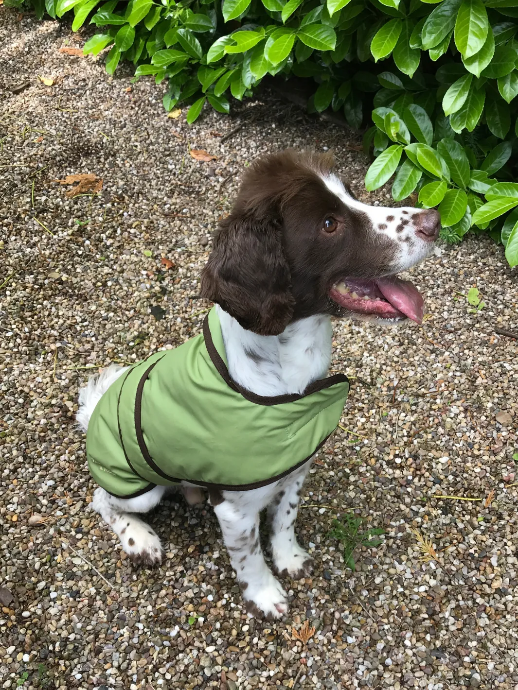 John Partridge Dog Coat Light Green Wax hundedekken voksstoff