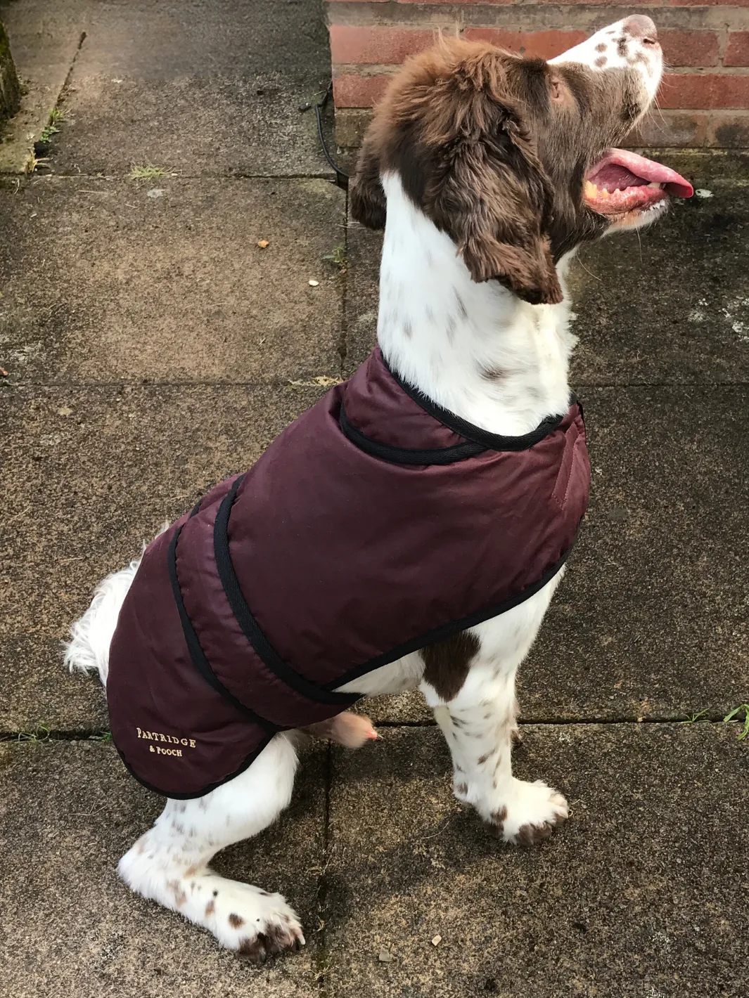 John Partridge Dog Coat hundedekken burgunder voks
