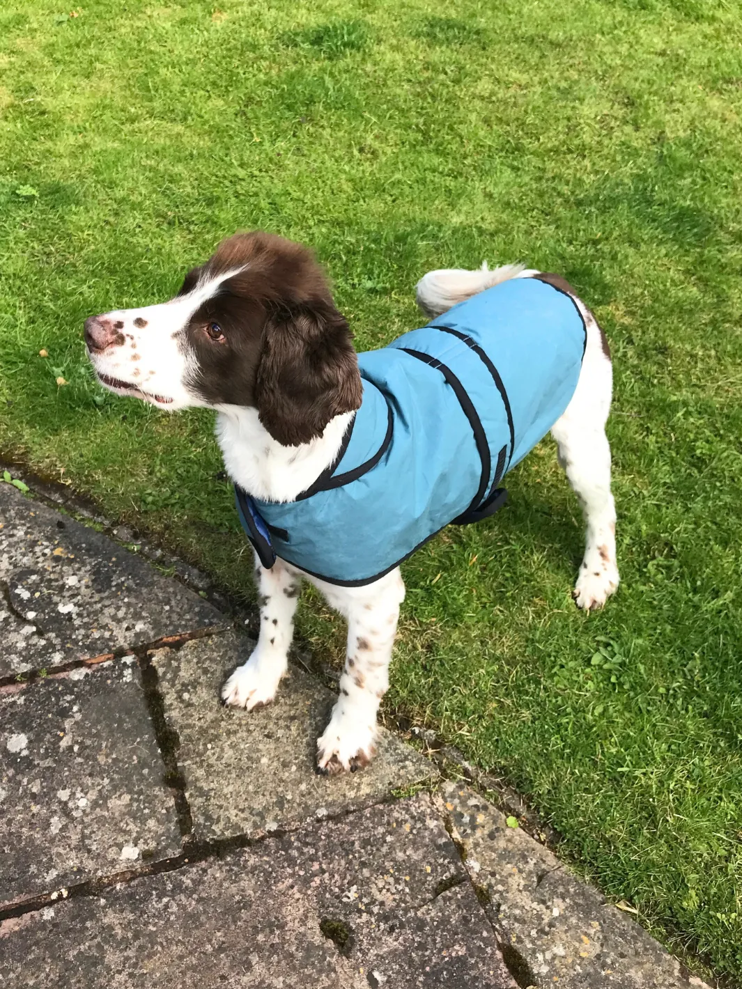 John Partridge Dog Coat hundedekken teal dry wax