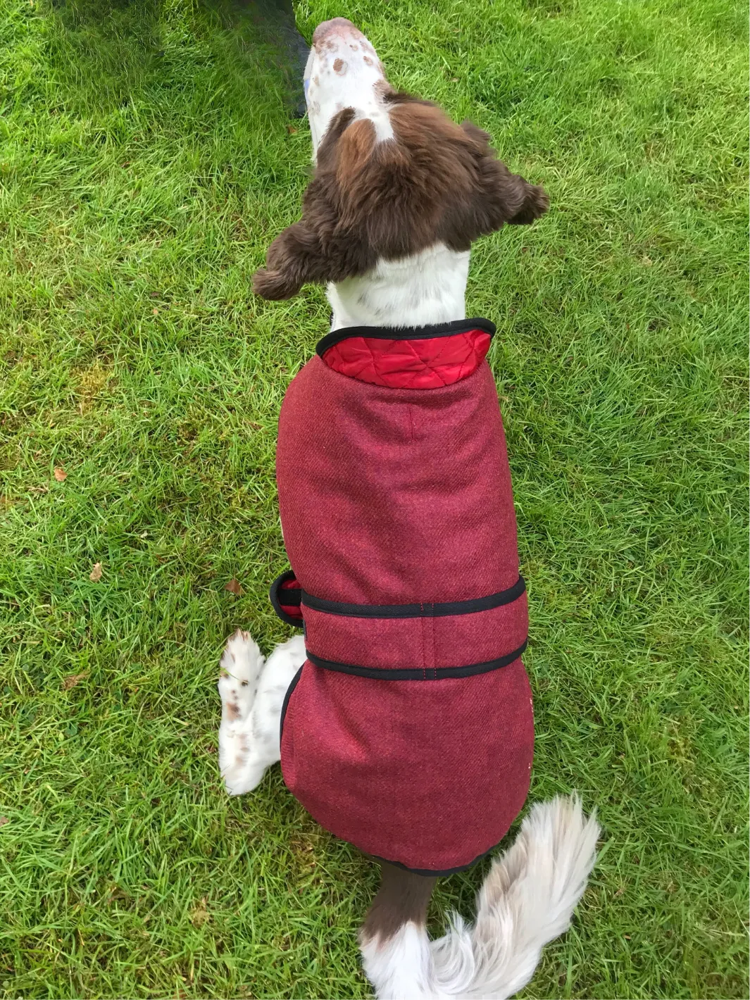 John Partridge Dog Coat hundedekken Red Tweed S–M justerbart