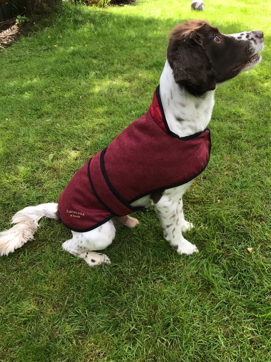 John Partridge Dog Coat hundedekken Red Tweed S–M justerbart