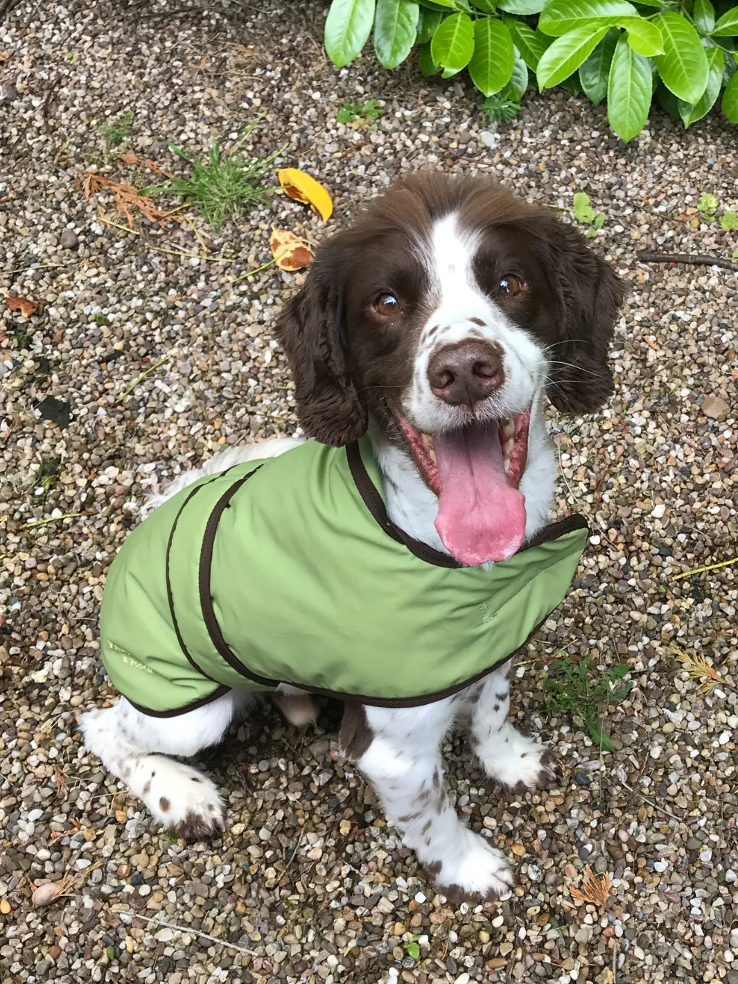 John Partridge Dog Coat Light Green Wax hundedekken voksstoff