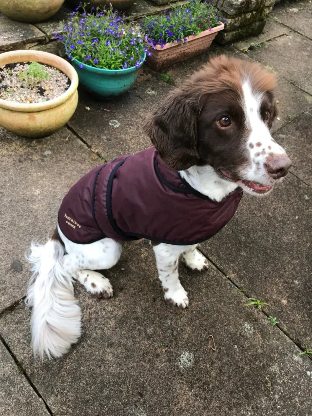 John Partridge Dog Coat hundedekken burgunder voks