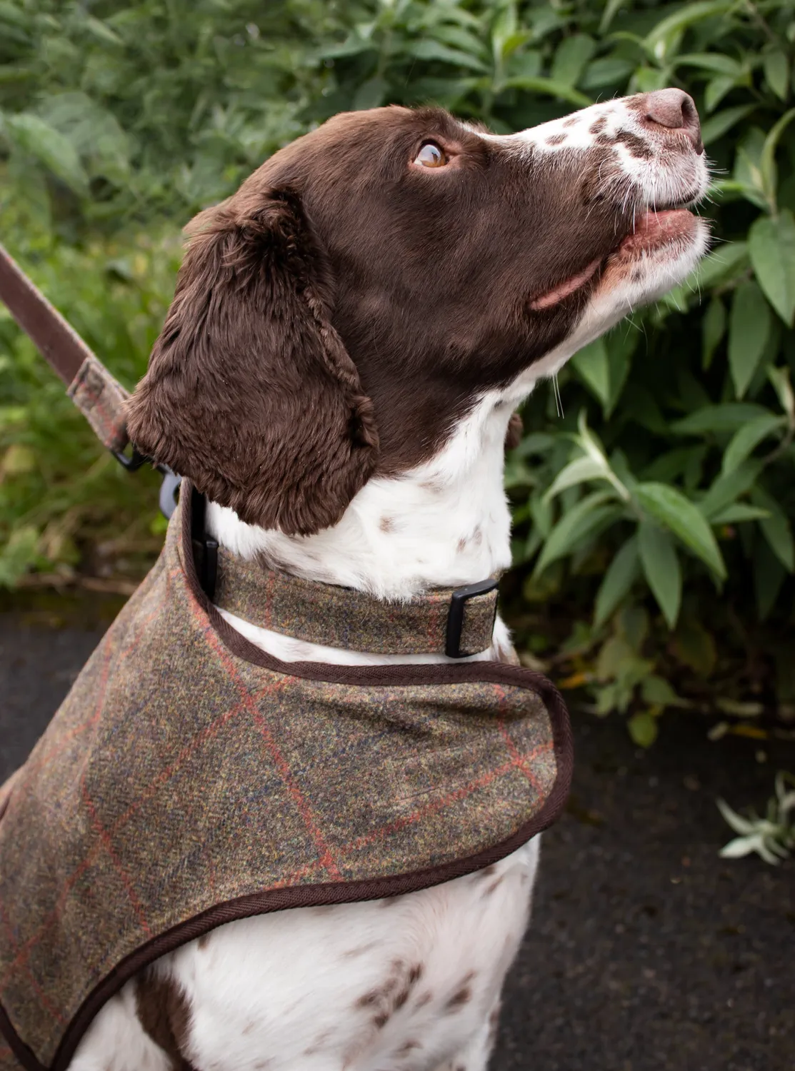 John Partridge Partridge & Pooch Dog Collar hundehalsbånd brunt voksbehandlet tweed