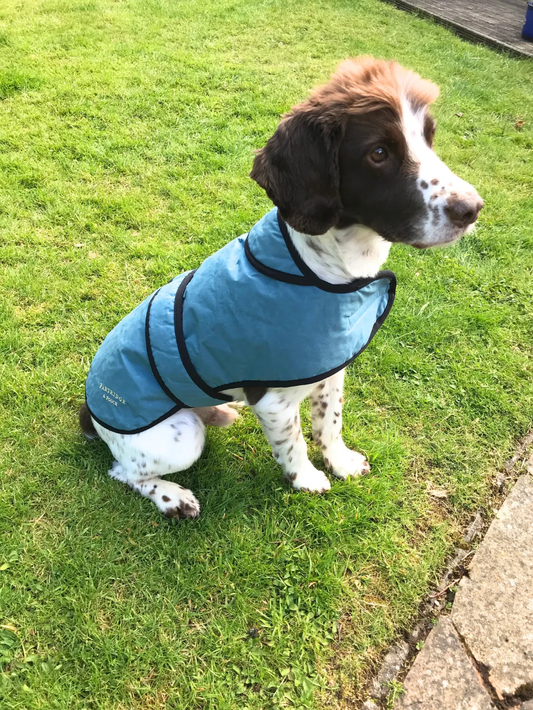 John Partridge Dog Coat hundedekken teal dry wax