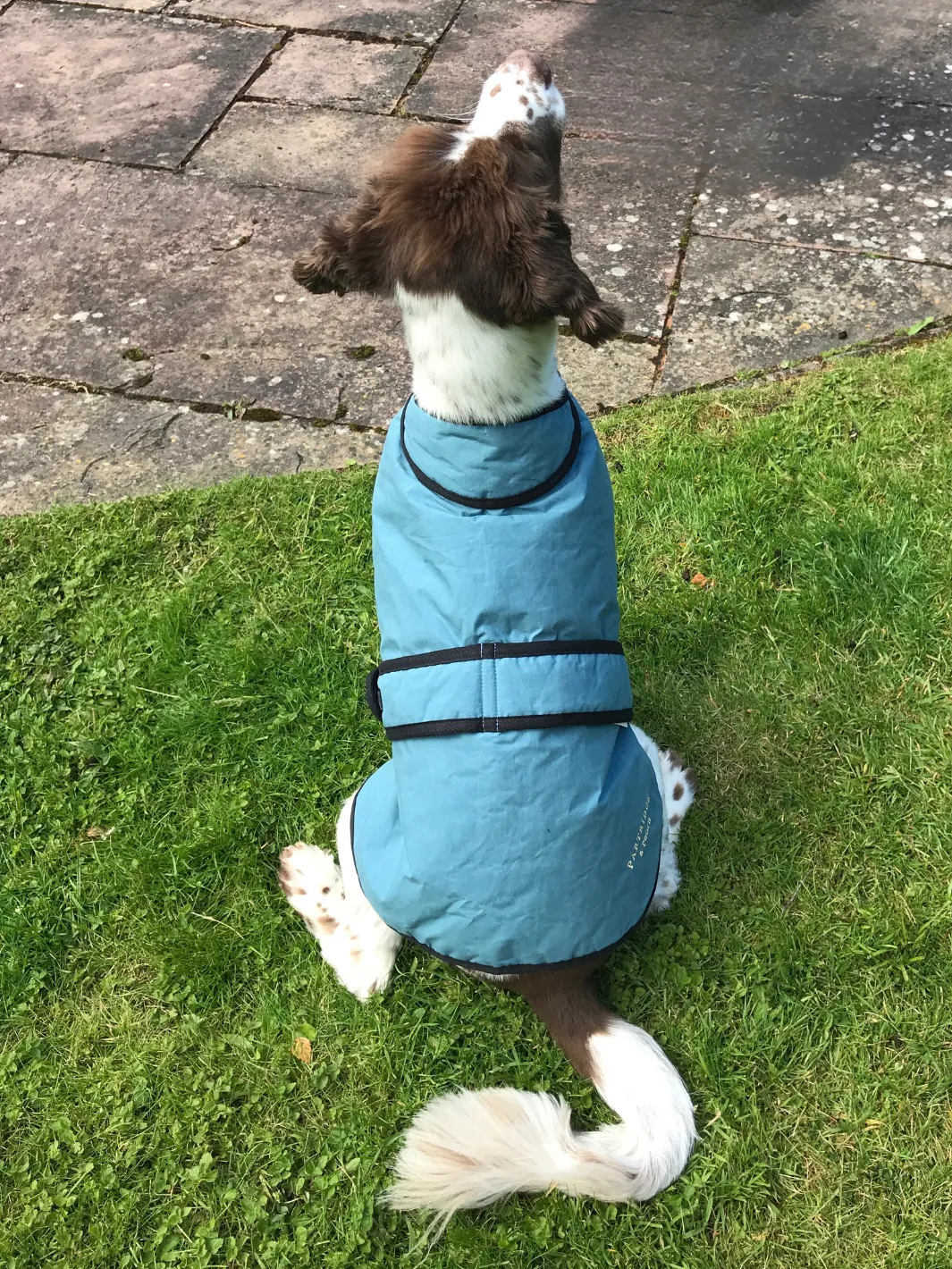 John Partridge Dog Coat hundedekken teal dry wax