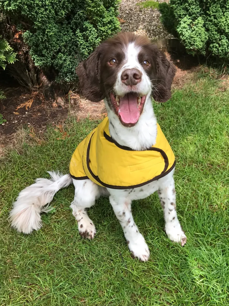 John Partridge Sunflower Dry Wax Dog Coat hundedekken gul S–M voks