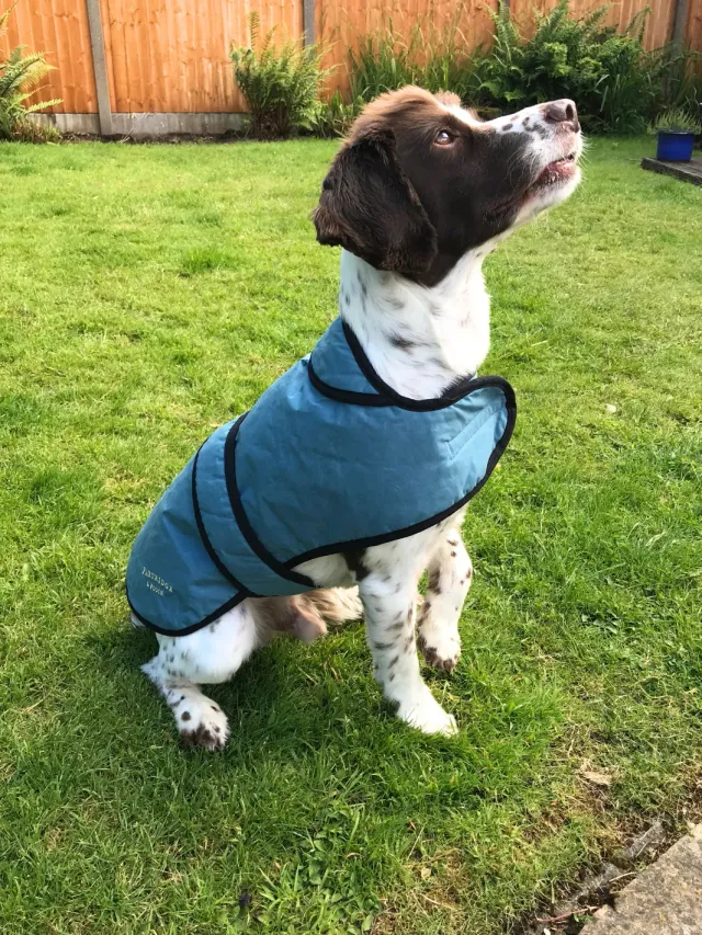John Partridge Dog Coat hundedekken teal dry wax
