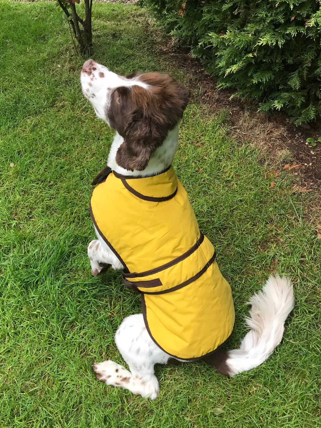 John Partridge Sunflower Dry Wax Dog Coat hundedekken gul S–M voks