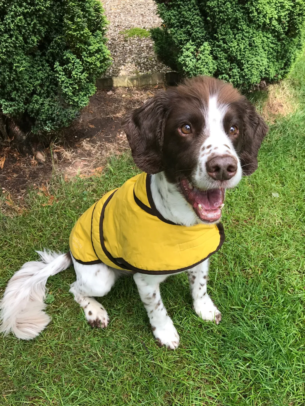 John Partridge Sunflower Dry Wax Dog Coat hundedekken gul S–M voks