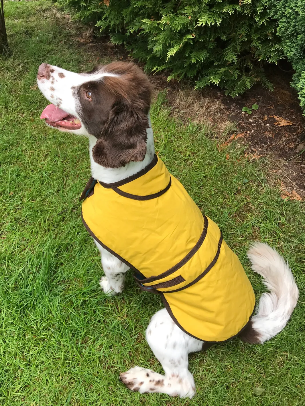 John Partridge Sunflower Dry Wax Dog Coat hundedekken gul S–M voks