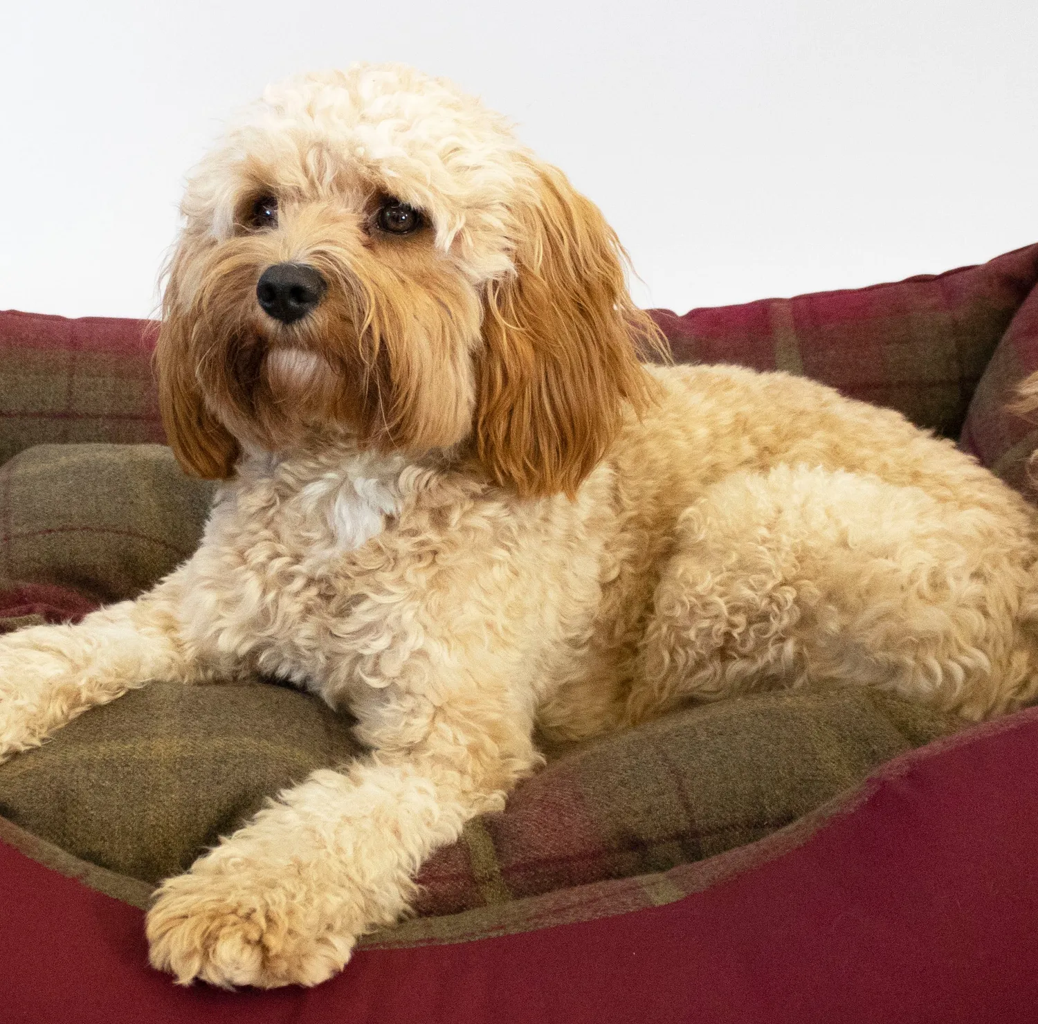 John Partridge Amherst 2 in 1 hundeseng Mulberry Red rutet bomull