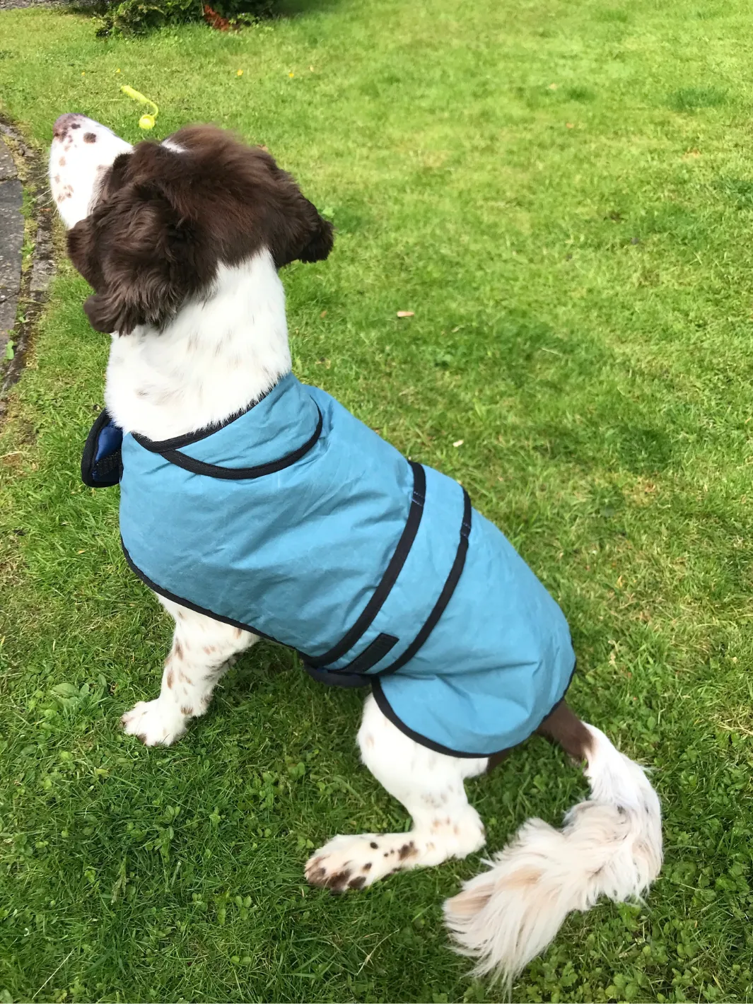 John Partridge Dog Coat hundedekken teal dry wax