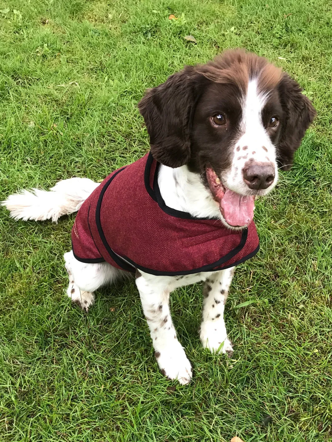 John Partridge Dog Coat hundedekken Red Tweed S–M justerbart