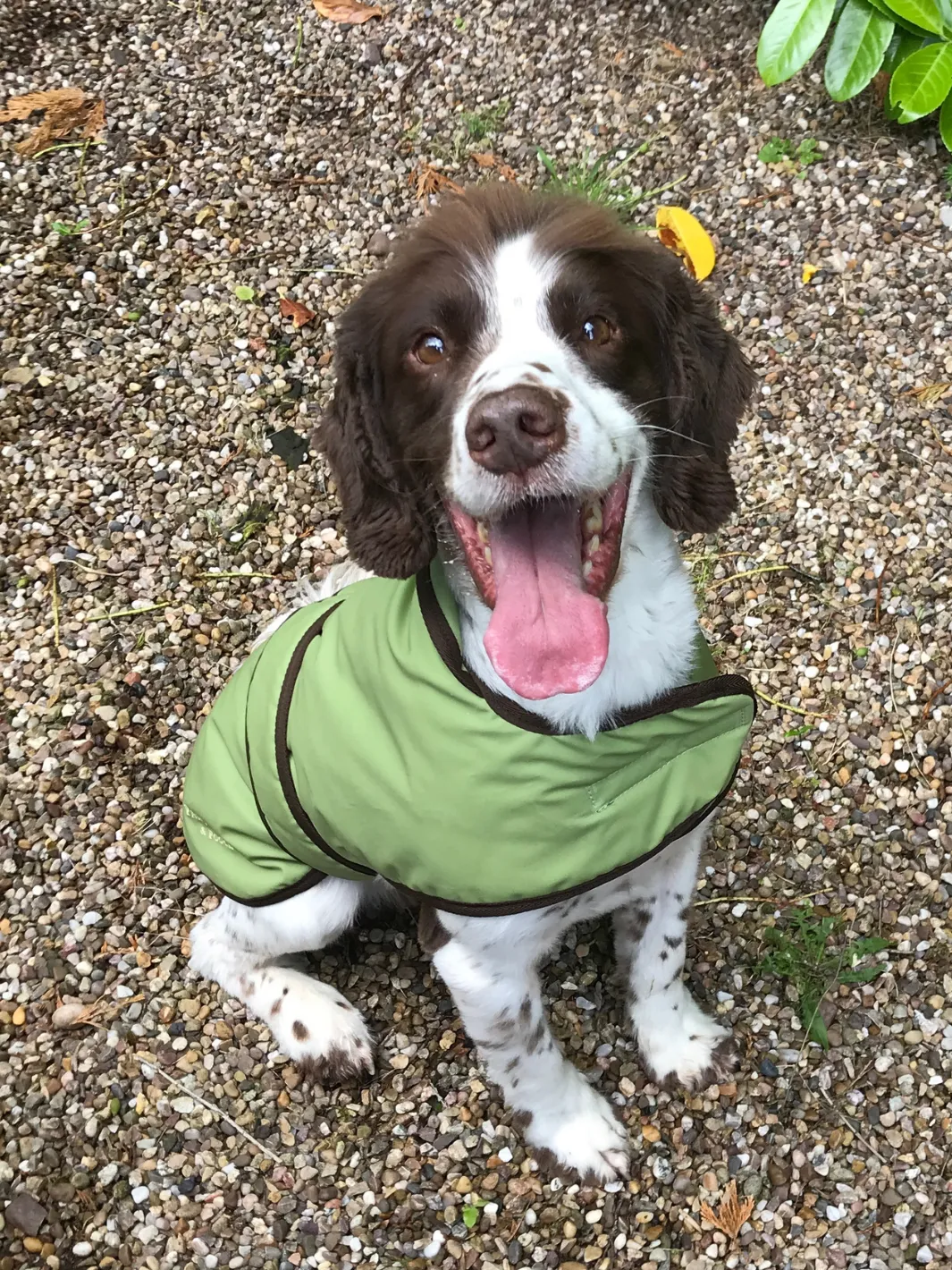 John Partridge Dog Coat Light Green Wax hundedekken voksstoff