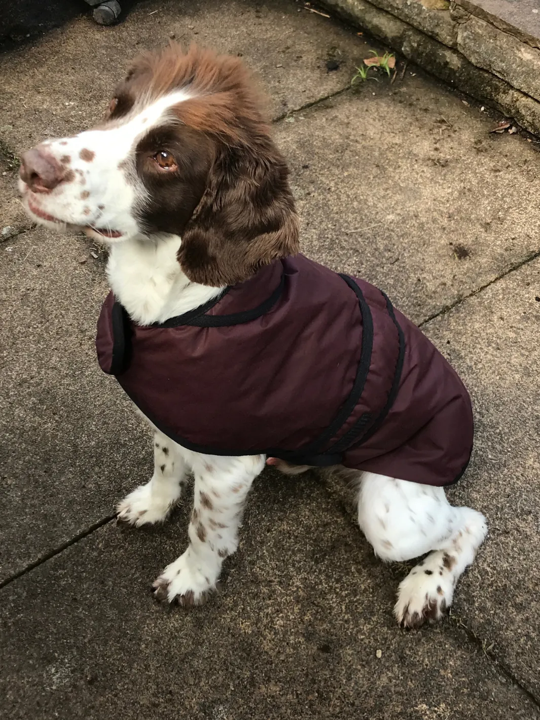 John Partridge Dog Coat hundedekken burgunder voks