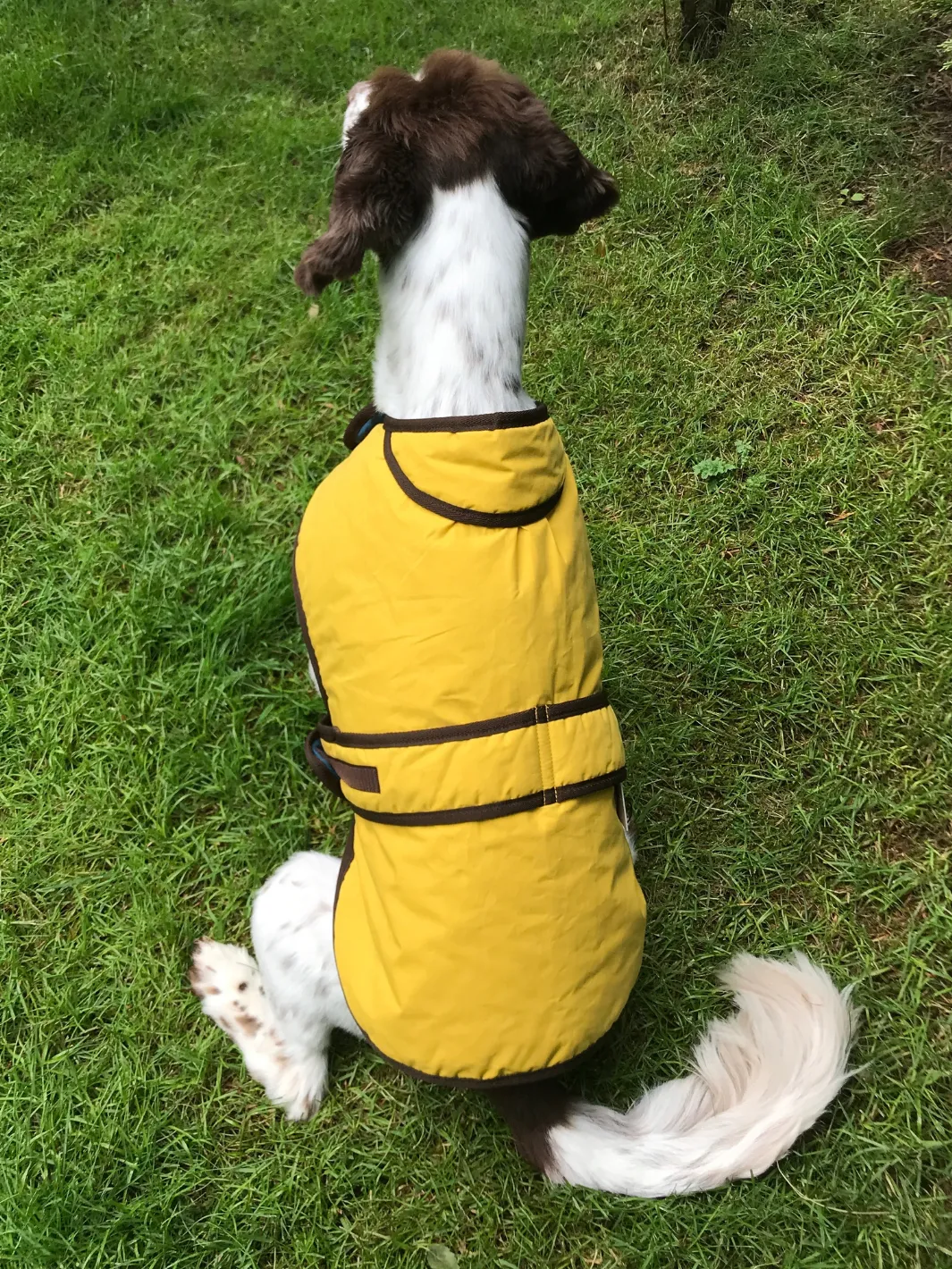 John Partridge Sunflower Dry Wax Dog Coat hundedekken gul S–M voks