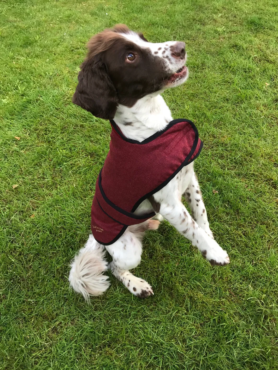 John Partridge Dog Coat hundedekken Red Tweed S–M justerbart