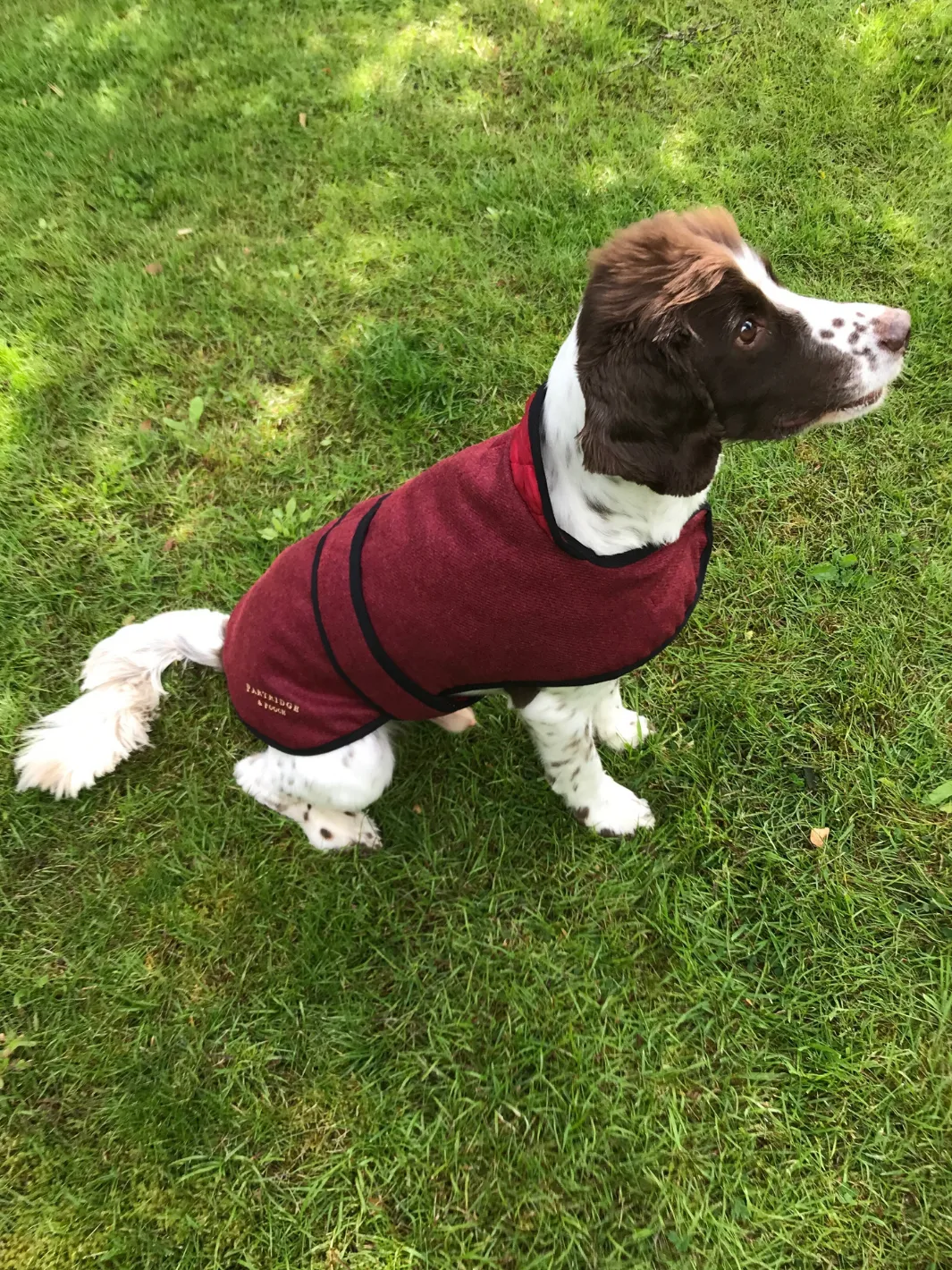 John Partridge Dog Coat hundedekken Red Tweed S–M justerbart