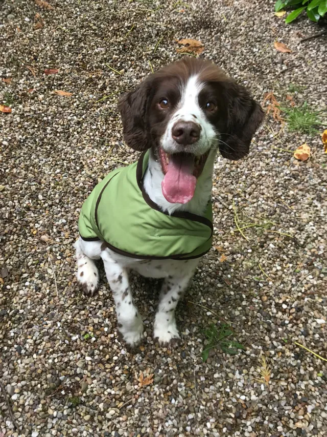 John Partridge Dog Coat Light Green Wax hundedekken voksstoff