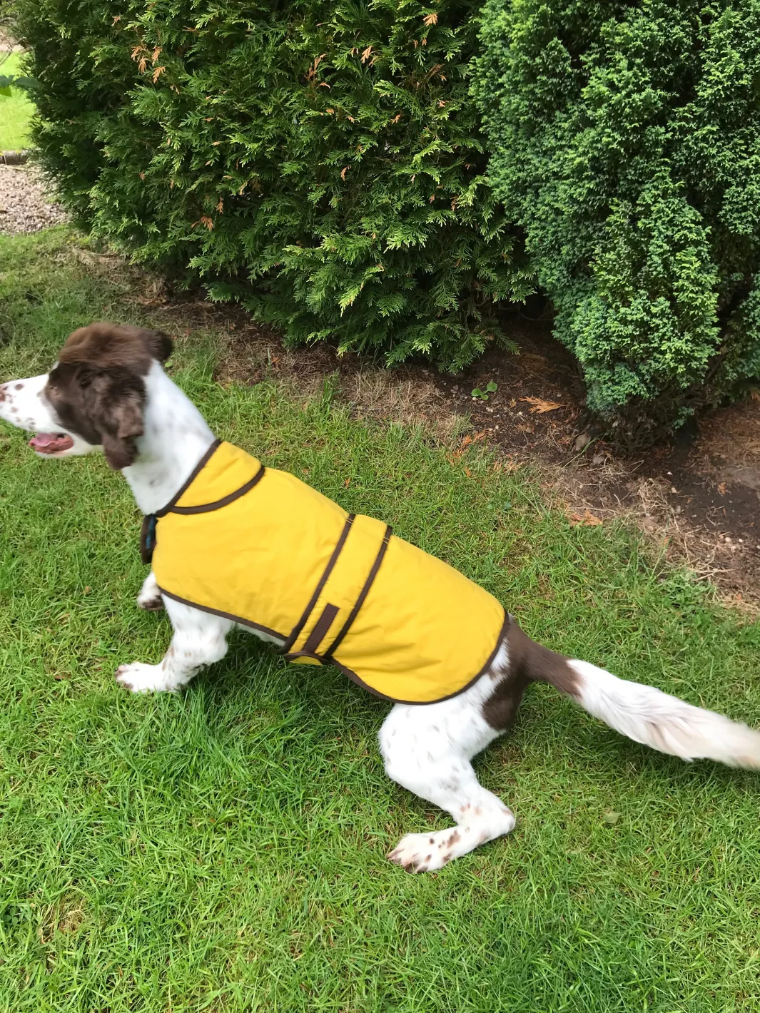 John Partridge Sunflower Dry Wax Dog Coat hundedekken gul S–M voks