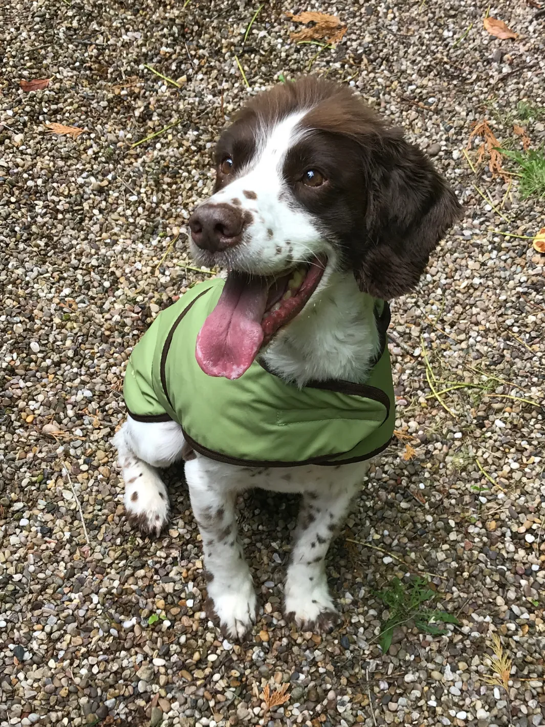 John Partridge Dog Coat Light Green Wax hundedekken voksstoff