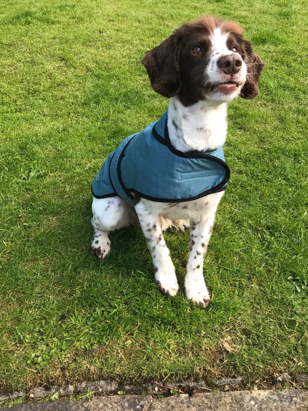 John Partridge Dog Coat hundedekken teal dry wax