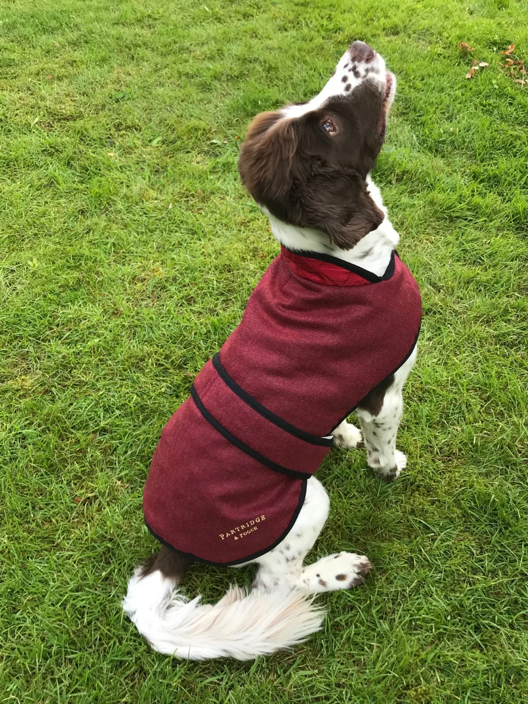 John Partridge Dog Coat hundedekken Red Tweed S–M justerbart