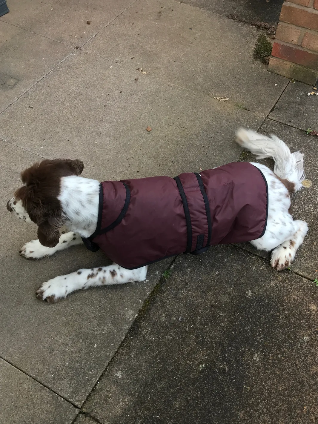 John Partridge Dog Coat hundedekken burgunder voks