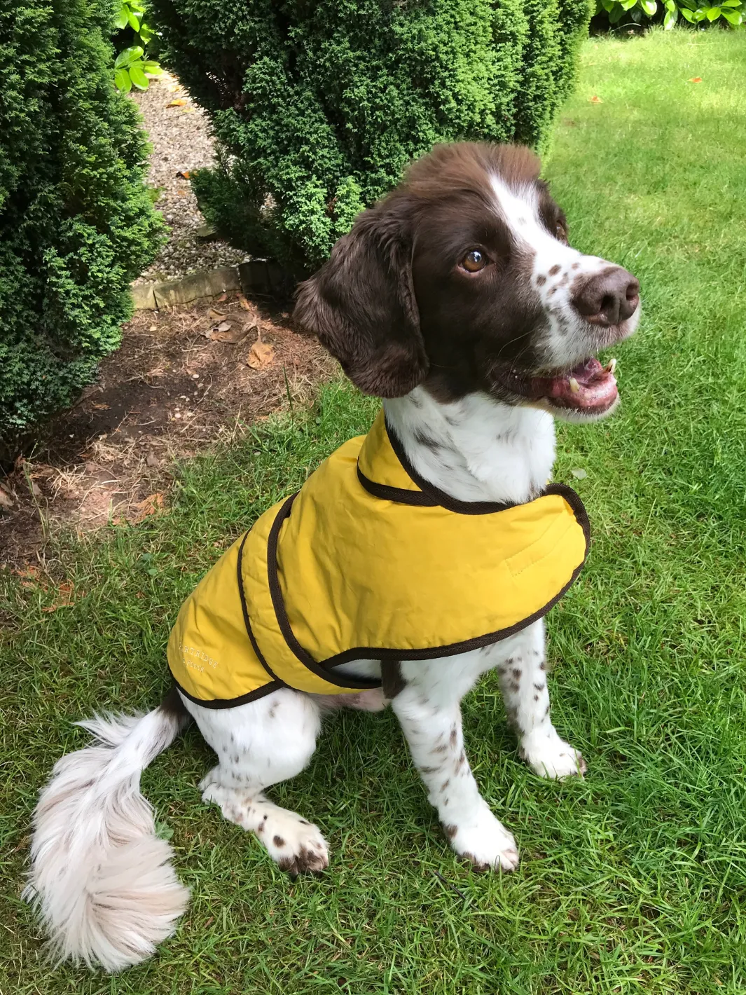 John Partridge Sunflower Dry Wax Dog Coat hundedekken gul S–M voks